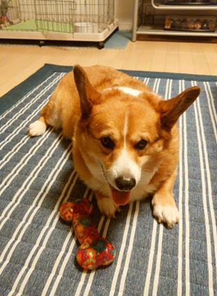 『小田ペット』　空（くう）ちゃんのご家族からのメッセージ