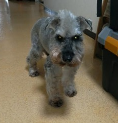 『小田ペット』　ミッキーくんのご家族からのメッセージ