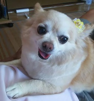 『小田ペット』　ミルクちゃんのご家族からのメッセージ