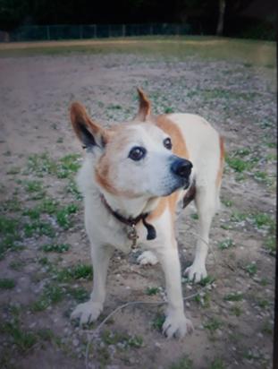 『小田ペット』　ポン太くんのご家族からのメッセージ