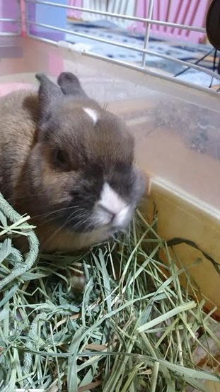 『小田ペット』　リィくんのご家族からのメッセージ