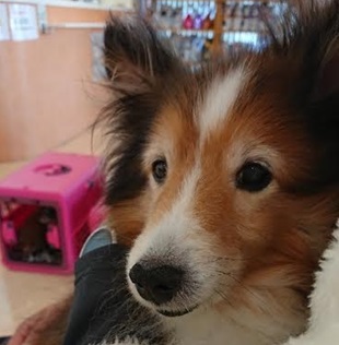 『小田ペット』　雅夢くんのご家族からのメッセージ