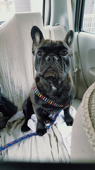 『小田ペット』　空（そら）くんのご家族からのメッセージ