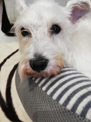 『小田ペット』　みかんちゃんのご家族からのメッセージ