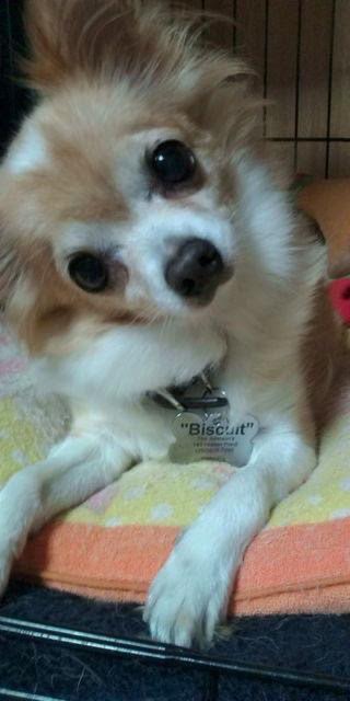 『小田ペット』　Biscuit ちゃんのご家族からのメッセージ