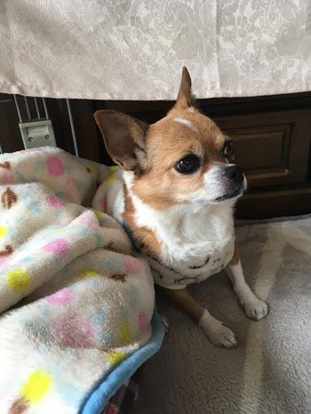 『小田ペット』　のんちゃんのご家族からのメッセージ