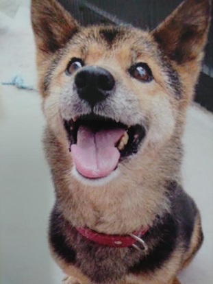 『小田ペット』　ラグちゃんのご家族からのメッセージ