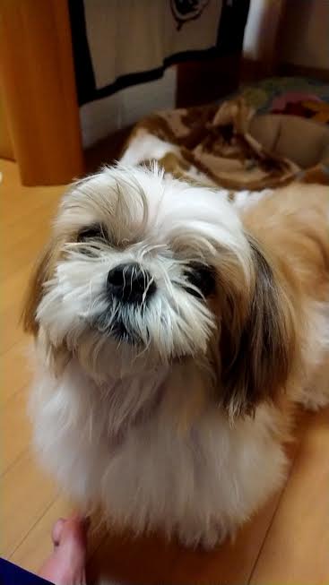 『小田ペット』　モモちゃんのご家族からのメッセージ