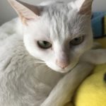 『小田ペット』　ハクちゃんのご家族からのメッセージ