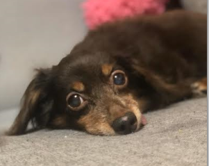 『小田ペット』　ポポちゃんのご家族からのメッセージ