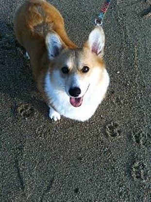 『小田ペット』　メグちゃんのご家族からのメッセージ