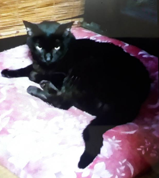 『小田ペット』　ココちゃんのご家族からのメッセージ