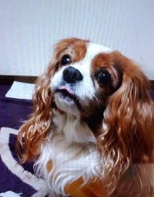 『小田ペット』　ナルちゃんのご家族からのメッセージ