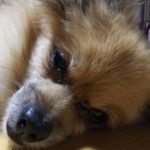 『小田ペット』　るるちゃんのご家族からのメッセージ