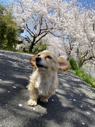 『小田ペット』　チェリーちゃんのご家族からのメッセージ