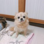 『小田ペット』　チョコ（まむ）ちゃんのご家族からのメッセージ