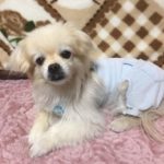 『小田ペット』　マーブルくんのご家族からのメッセージ