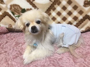 『小田ペット』　マーブルくんのご家族からのメッセージ