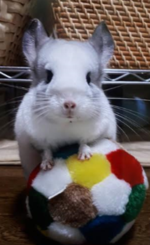 『小田ペット』　むーちゃんのご家族からのメッセージ