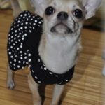『小田ペット』　男馬くんのご家族からのメッセージ