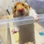 『小田ペット』　金時くんのご家族からのメッセージ