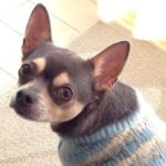 『小田ペット』　Ｂｉｎｘ くんのご家族からのメッセージ