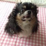 『小田ペット』　めめちゃんのご家族からのメッセージ