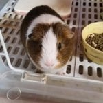 『小田ペット』　キーちゃんのご家族からのメッセージ