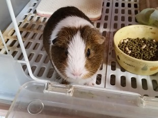 『小田ペット』　キーちゃんのご家族からのメッセージ