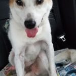 『小田ペット』　シュウくんのご家族からのメッセージ