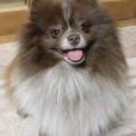 『小田ペット』　ジョニィくんのご家族からのメッセージ