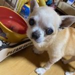 『小田ペット』　ナナちゃんのご家族からのメッセージ