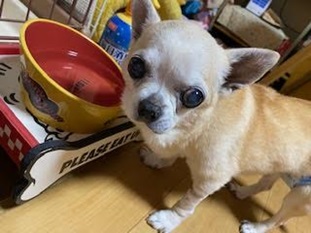『小田ペット』　ナナちゃんのご家族からのメッセージ