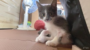 『小田ペット』　ぽてとちゃんのご家族からのメッセージ
