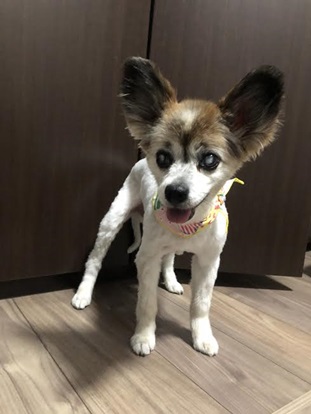 『小田ペット』　パピコくんのご家族からのメッセージ