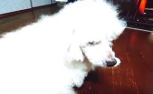 『小田ペット』　トミーくんのご家族からのメッセージ