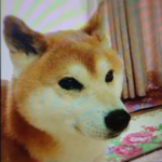『小田ペット』　コンちゃんのご家族からのメッセージ