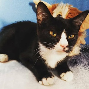 『小田ペット』　リリーちゃんのご家族からのメッセージ