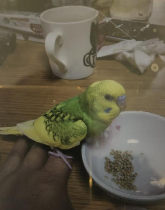 『小田ペット』きぃちゃんのご家族からのメッセージ　