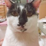 『小田ペット』　くうちゃんのご家族からのメッセージ
