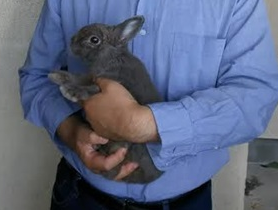 『小田ペット』　ワカちゃんのご家族からのメッセージ