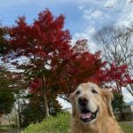 『小田ペット』　エルくんのご家族からのメッセージ