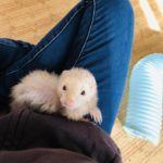 『小田ペット』　あずきちゃんのご家族からのメッセージ