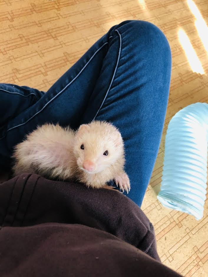 『小田ペット』　あずきちゃんのご家族からのメッセージ