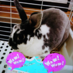 『小田ペット』　モーちゃんのご家族からのメッセージ