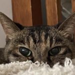 『小田ペット』　まぁ～るちゃんのご家族からのメッセージ
