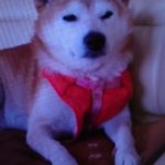 『小田ペット』　リュウくんのご家族からのメッセージ
