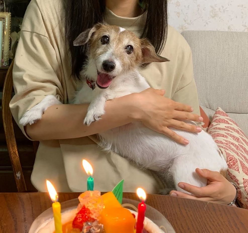 『小田ペット』　コロンちゃんのご家族からのメッセージ
