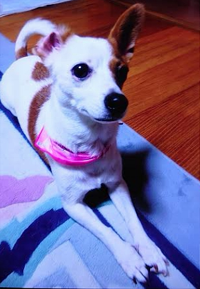 『小田ペット』　ぼうちゃんのご家族からのメッセージ
