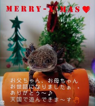 『小田ペット』　ウパちゃんのご家族からのメッセージ